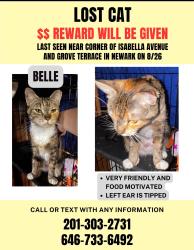 Lost Female Cat last seen Isabella Avenue, Newark, NJ, Newark, NJ 07106