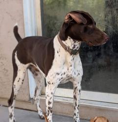 Reunited Male Dog last seen Near East Silverbirch Avenue near hwy 85, Buckeye, AZ 85326