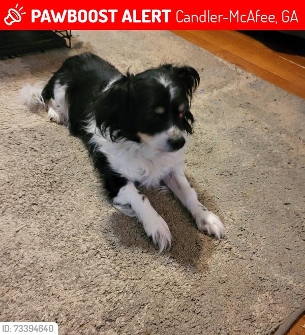 Lost Male Dog last seen Candlier and McAfee, Candler-McAfee, GA 30032