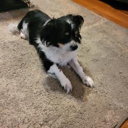 Lost Male Dog last seen Candlier and McAfee, Candler-McAfee, GA 30032