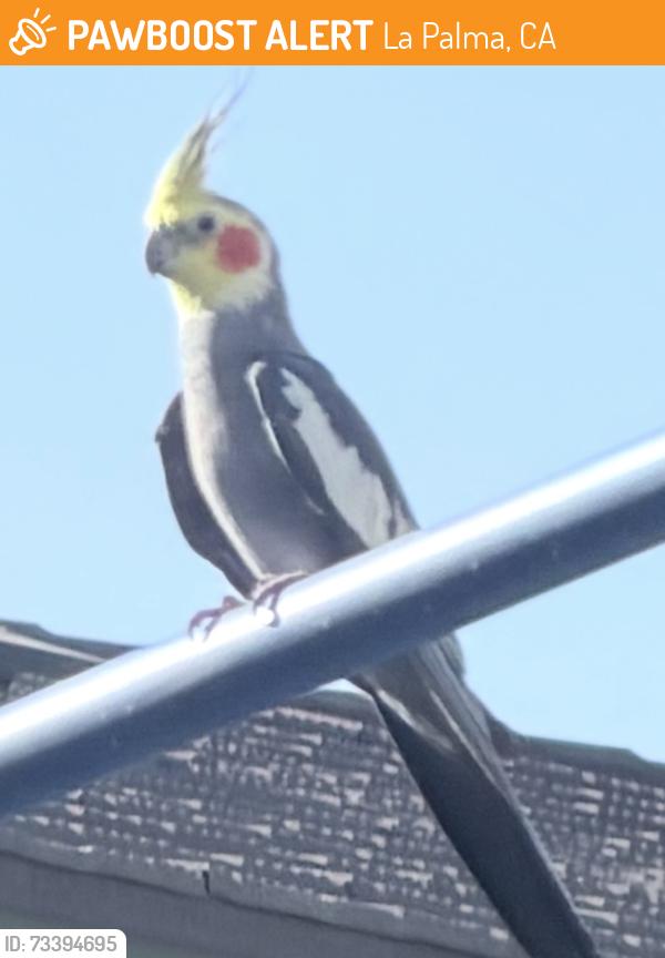 Found/Stray Unknown Bird last seen Del Amo and Redford, La Palma, CA 90623