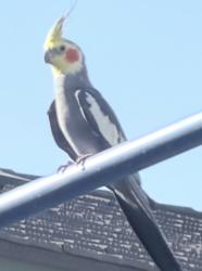 Found/Stray Unknown Bird last seen Del Amo and Redford, La Palma, CA 90623