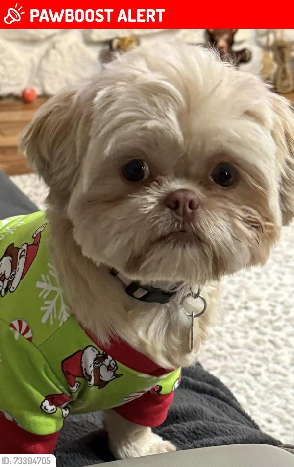 Lost Female Dog last seen Commerce and Carey rd, Commerce Township, MI 48382