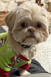 Lost Female Dog last seen Commerce and Carey rd, Commerce Township, MI 48382