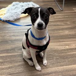 Shelter Stray Female Dog last seen Near C Street, San Diego, CA, 92101, 5500 Gaines St, San Diego, CA 92110, USA
