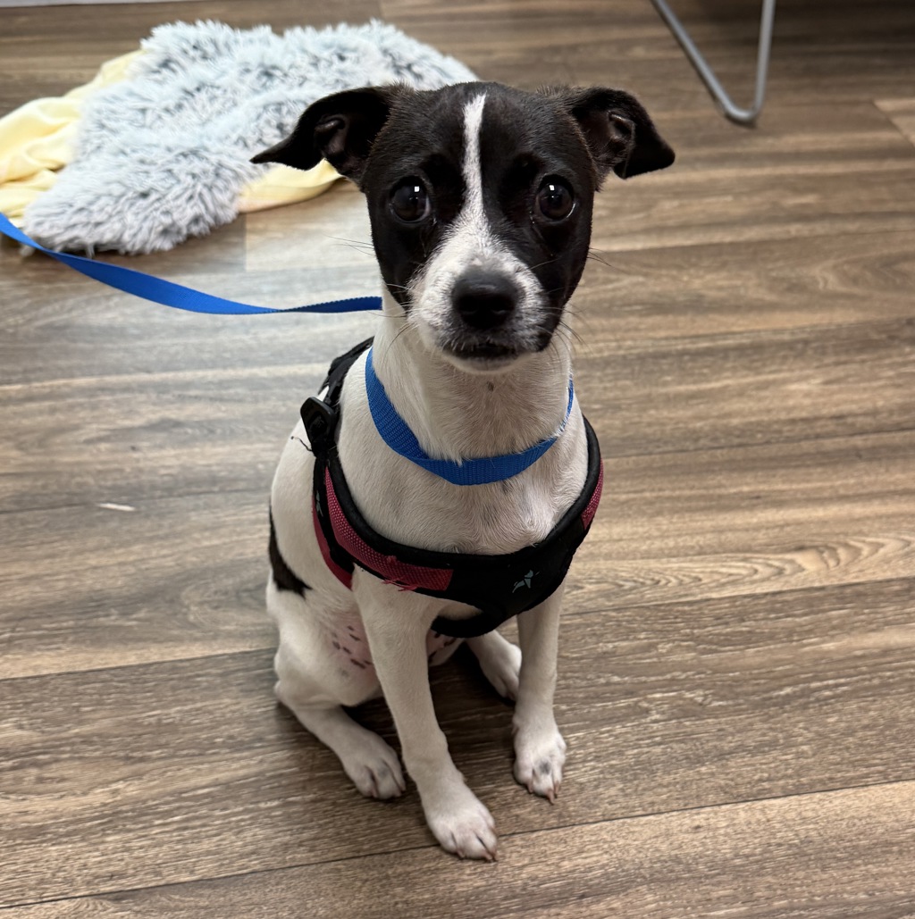 Shelter Stray Female Dog last seen Near C Street, San Diego, CA, 92101, 5500 Gaines St, San Diego, CA 92110, USA