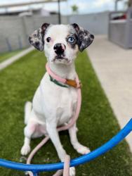 Shelter Stray Male Dog last seen S, SALT LAKE CITY, UT, 84111, 511 W 3900 S, Salt Lake City, UT 84123, USA