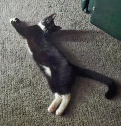 Lost Female Cat last seen 56th Street and Arlington, Indianapolis, IN 46226