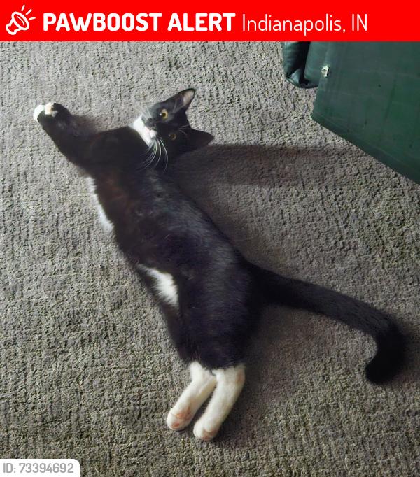 Lost Female Cat last seen 56th Street and Arlington, Indianapolis, IN 46226