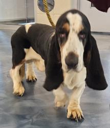 Shelter Stray Male Dog last seen concord/woodward, PONTIAC, MI, 48340, 1200 N Telegraph Building 42E, Pontiac, MI 48340, USA