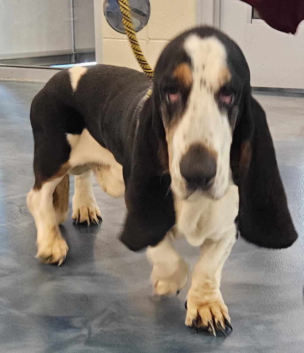 Shelter Stray Male Dog last seen concord/woodward, PONTIAC, MI, 48340, 1200 N Telegraph Building 42E, Pontiac, MI 48340, USA