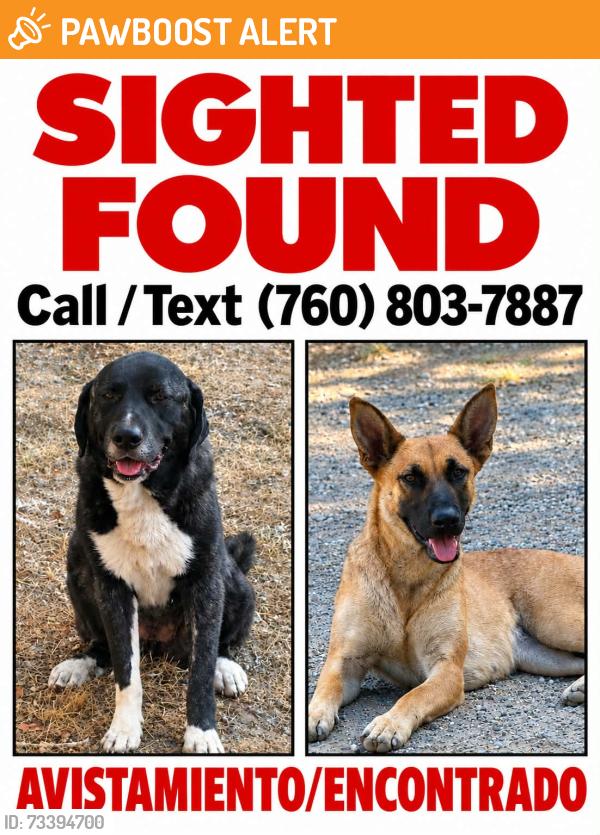 Found/Stray Unknown Dog last seen Lake Henshaw, San Diego County, CA 92070