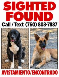 Found/Stray Unknown Dog last seen Lake Henshaw, San Diego County, CA 92070