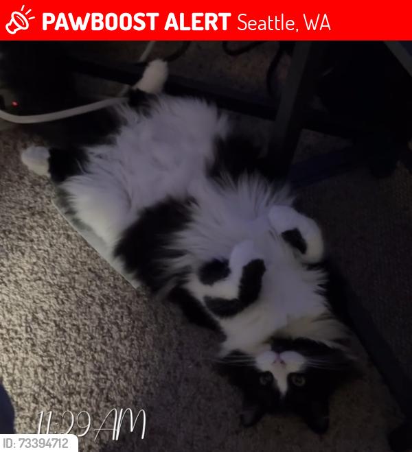 Lost Female Cat last seen Leilani 2 apmts, Seattle, WA 98133