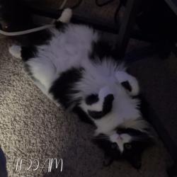 Lost Female Cat last seen Leilani 2 apmts, Seattle, WA 98133