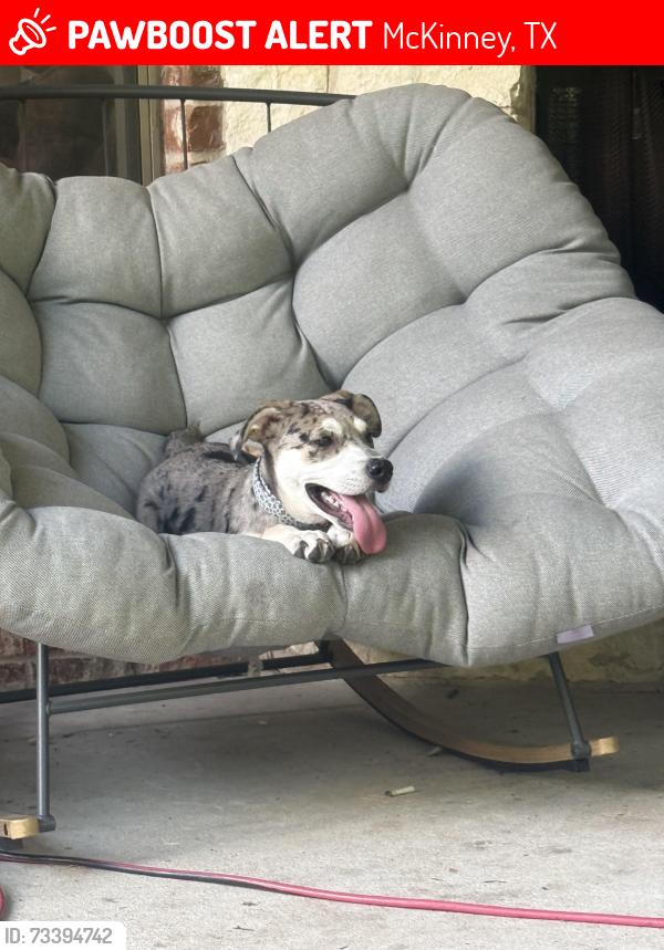 Lost Female Dog last seen Hills creek, McKinney, TX 75072