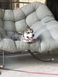 Lost Female Dog last seen Hills creek, McKinney, TX 75072
