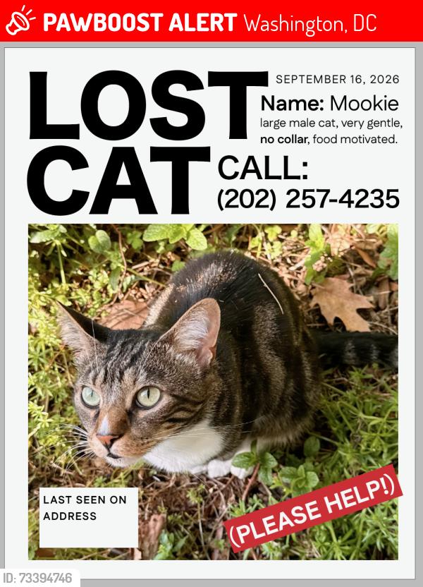 Lost Male Cat last seen Michigan & Franklin, Washington, DC 20002