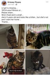 Lost Female Cat last seen Horrocks st, Philadelphia, PA 19124
