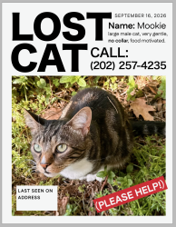 Lost Male Cat last seen Michigan & Franklin, Washington, DC 20002