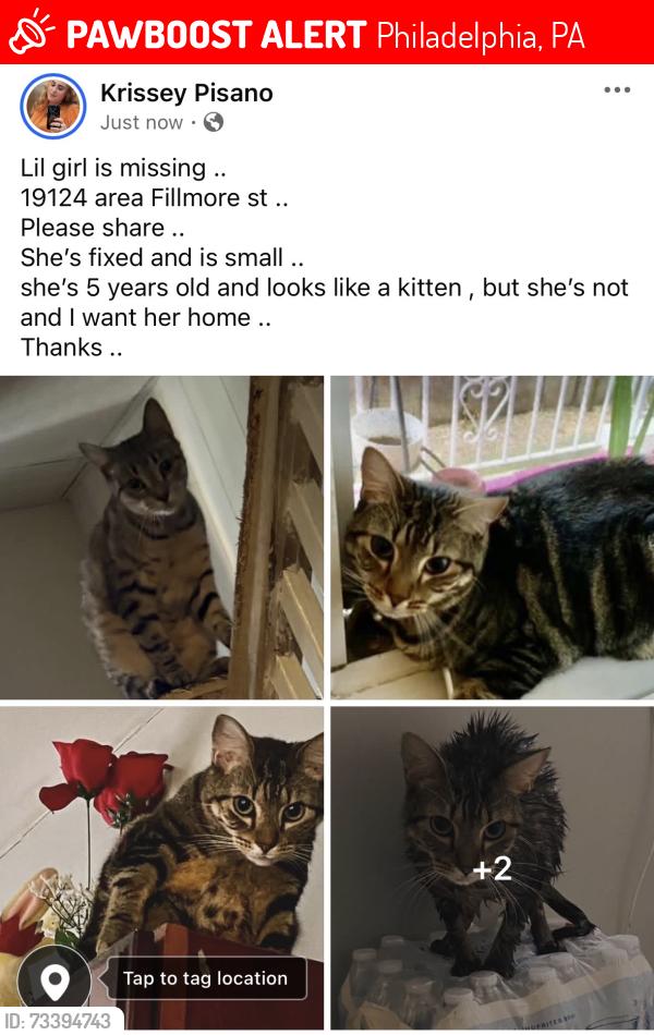 Lost Female Cat last seen Horrocks st, Philadelphia, PA 19124