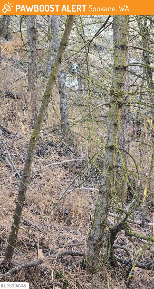 Found/Stray Female Dog last seen west riverside and government way, Spokane, WA 99224