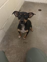 Found/Stray Unknown Dog last seen N/a, Tyler, TX 75702