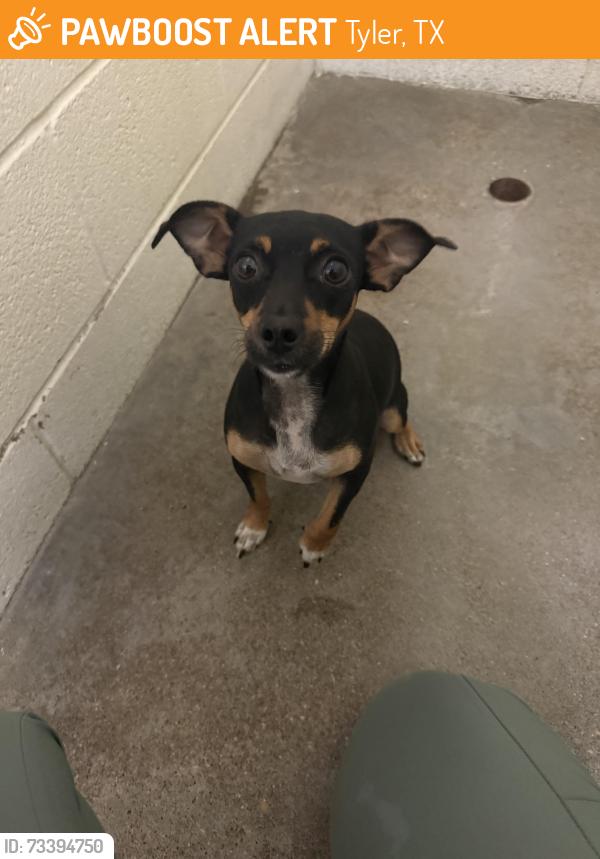 Found/Stray Unknown Dog last seen N/a, Tyler, TX 75702