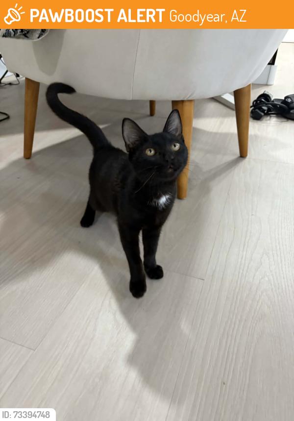 Found/Stray Male Cat last seen Goodyear Recreational Center, Goodyear, AZ 85338