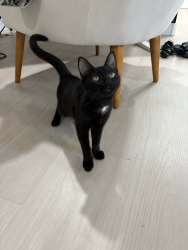 Found/Stray Male Cat last seen Goodyear Recreational Center, Goodyear, AZ 85338