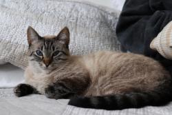 Reunited Female Cat last seen 7th St and Idaho, Santa Monica, CA 90401