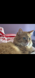 Reunited Male Cat last seen South Garden Ave, Hayward, CA 94541