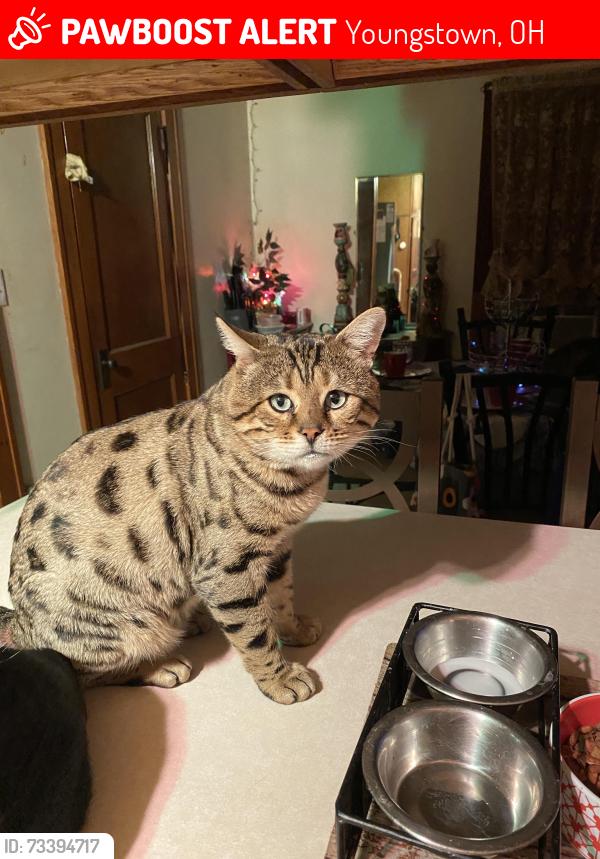 Lost Male Cat last seen Dead in street off of South Avenue there’s a lot of wooded areas and woods around here, Youngstown, OH 44502