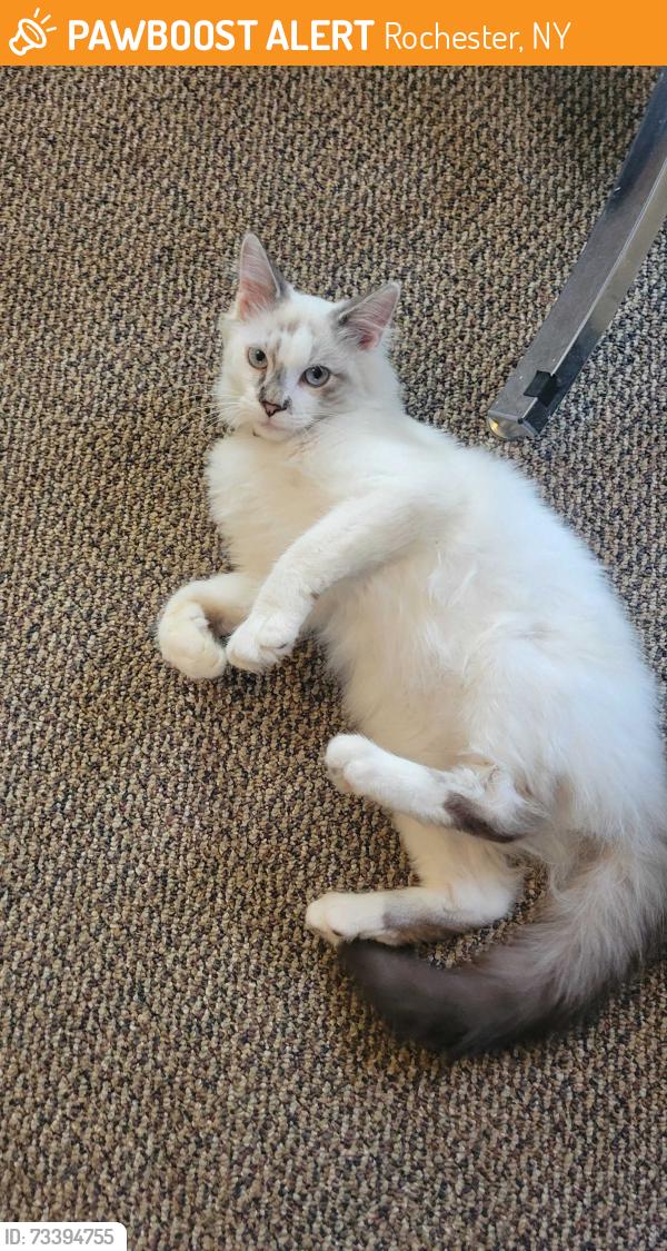 Found/Stray Unknown Cat last seen plymouth and fuller pl in the 19th ward of ROchester, Rochester, NY 14608
