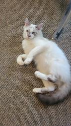 Found/Stray Unknown Cat last seen plymouth and fuller pl in the 19th ward of ROchester, Rochester, NY 14608