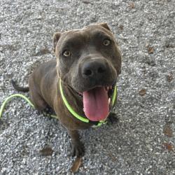 Shelter Stray Female Dog last seen , 328 Furman Hall Rd, Greenville, SC 29609, USA