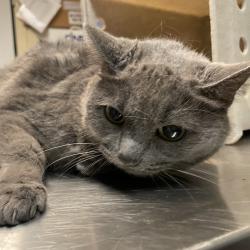 Shelter Stray Female Cat last seen , 361 S Raymond Ave, Pasadena, CA 91105, USA