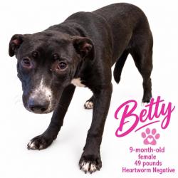 Shelter Stray Female Dog last seen , 2350 Appling City Cove, Memphis, TN 38133, USA