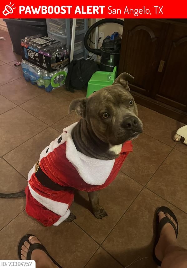 Lost Male Dog last seen Pope and Koberlin street, San Angelo, TX 76903