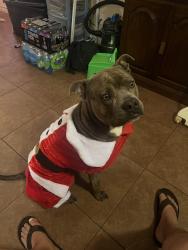 Lost Male Dog last seen Pope and Koberlin street, San Angelo, TX 76903