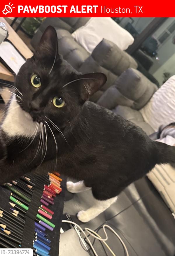 Lost Female Cat last seen Detering St. and Lillian St. off of Washington Ave., Houston, TX 77007