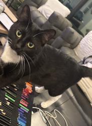 Lost Female Cat last seen Detering St. and Lillian St. off of Washington Ave., Houston, TX 77007