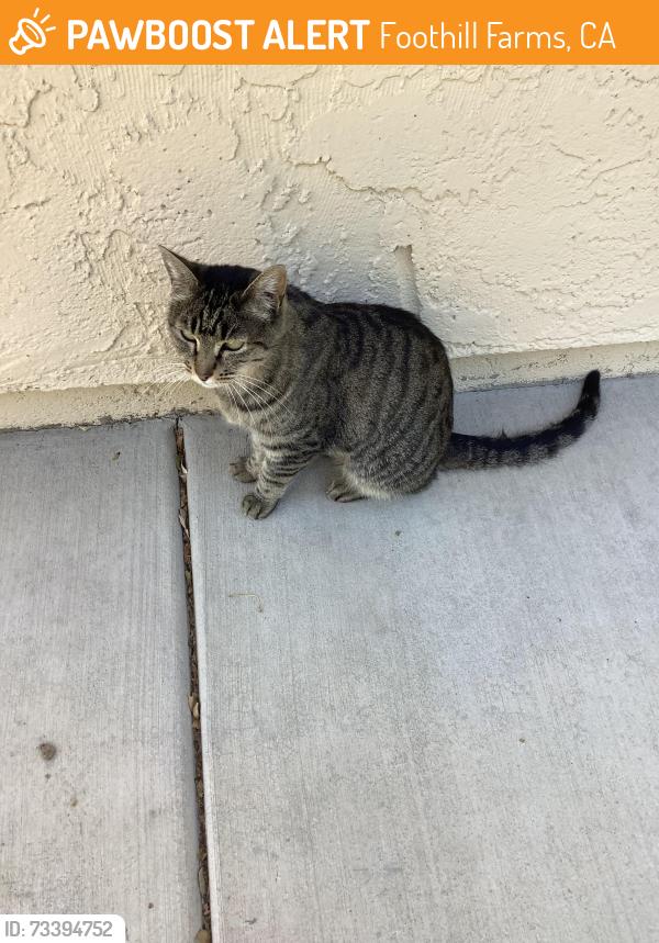 Found/Stray Female Cat last seen Tupelo/Andrea, Foothill Farms, CA 95842