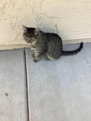 Found/Stray Female Cat last seen Tupelo/Andrea, Foothill Farms, CA 95842