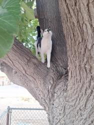 Lost Female Cat last seen Near e Avenida Bernalillo near train track, Bernalillo, NM 87004