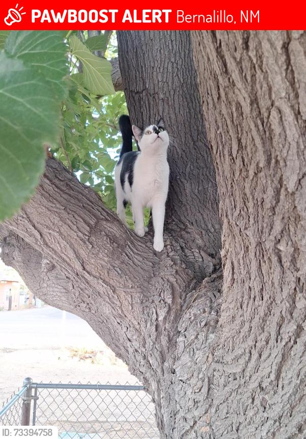 Lost Female Cat last seen Near e Avenida Bernalillo near train track, Bernalillo, NM 87004