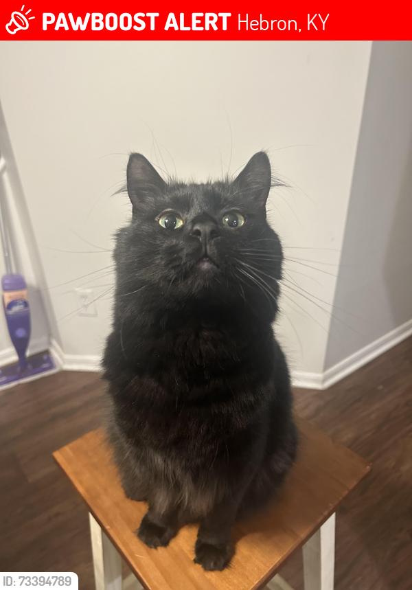 Lost Female Cat last seen Northpointe/Wyndmere place subdivision, Hebron, KY 41048
