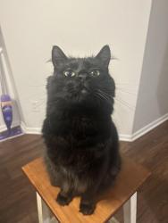 Lost Female Cat last seen Northpointe/Wyndmere place subdivision, Hebron, KY 41048