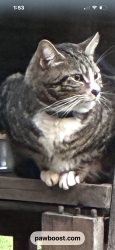 Lost Male Cat last seen Village park, Ellenwood, GA 30273