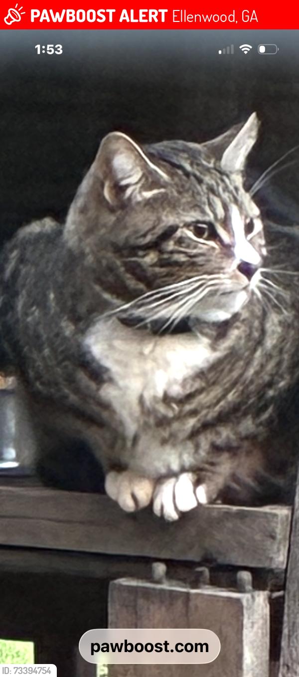 Lost Male Cat last seen Village park, Ellenwood, GA 30273